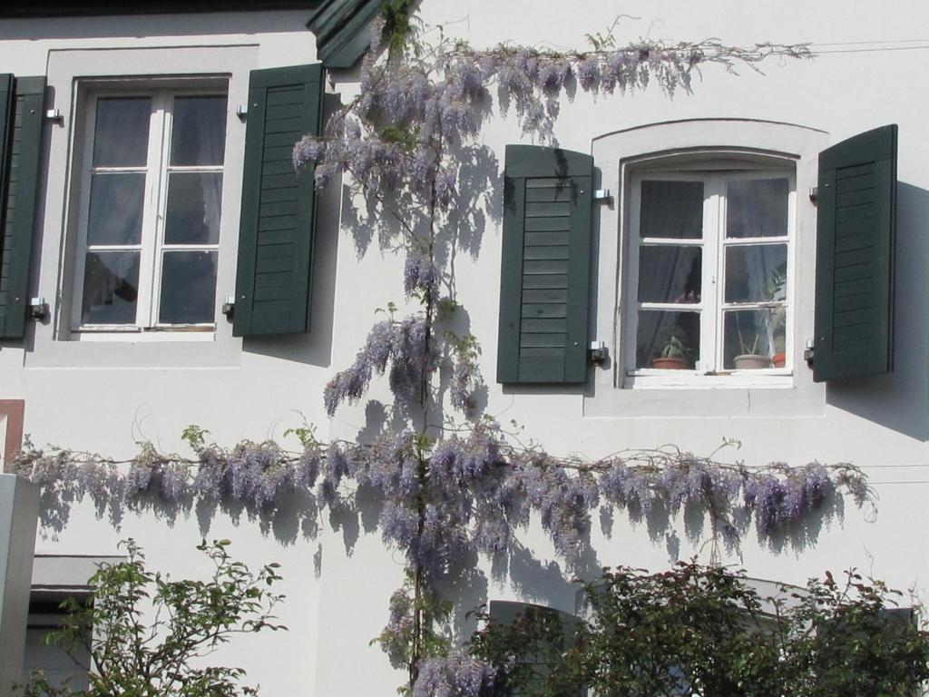Rhein River Guesthouse - Direkt Am Rhein ليفركوزن المظهر الخارجي الصورة